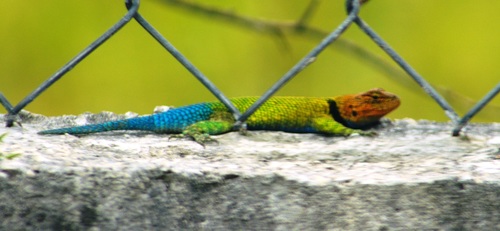 Guatemalan Emerald Spiny Lizard