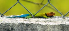 Guatemalan Emerald Spiny Lizard photo 3