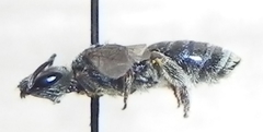 Halictus confusus
