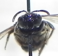 Halictus confusus