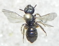 Halictus confusus