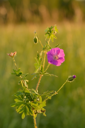 Bloody Cranesbill