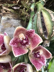 Lycomormium ecuadorense