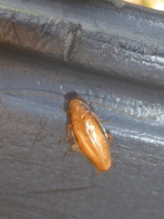 Chorisoneura texensis