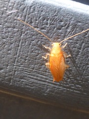 Chorisoneura texensis