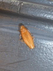 Chorisoneura texensis