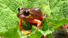 Eupsophus emiliopugini