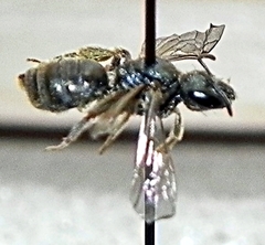 Halictus confusus