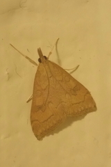 Udea profundalis