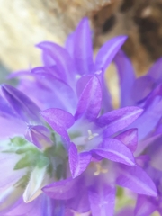 Campanula spicata