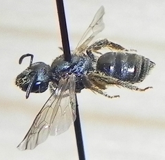 Halictus confusus