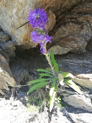 Campanula spicata
