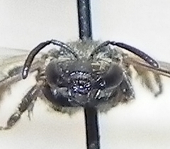 Halictus confusus