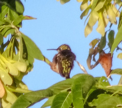 Archilochus colubris