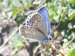 Polyommatus escheri
