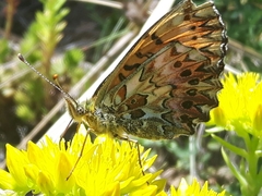 Boloria titania