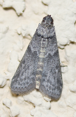 Ectomyelois ceratoniae