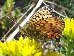 Boloria titania