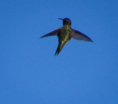 Archilochus colubris