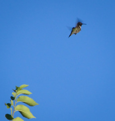 Archilochus colubris