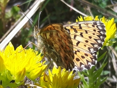 Boloria titania