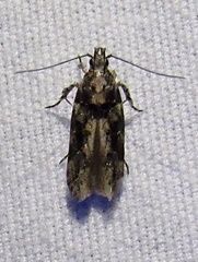 Telphusa perspicua