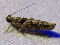 Telphusa perspicua