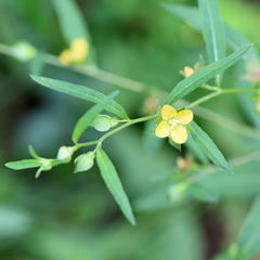 Ludwigia alternifolia