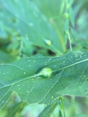 Neolasioptera vernoniae