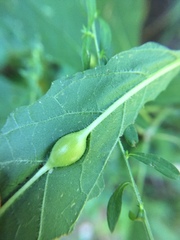 Neolasioptera vernoniae