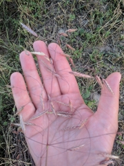 Bromus arvensis