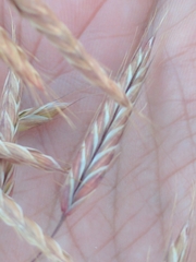 Bromus arvensis