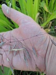 Bromus arvensis