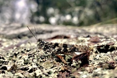 Trimerotropis saxatilis