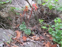 Echeveria secunda