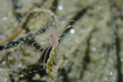 Ectopleura marina