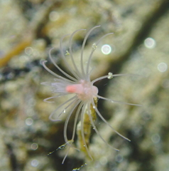 Ectopleura marina