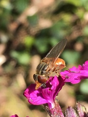 Rhingia rostrata