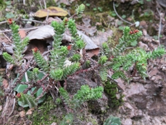 Sedum moranense