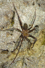 Spelungula cavernicola