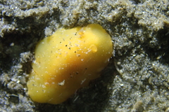 Baptodoris mimetica