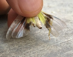 Trimerotropis salina