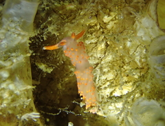 Austraeolis stearnsi