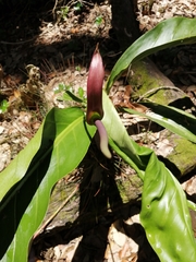 Anthurium schlechtendalii