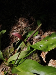 Anthurium schlechtendalii