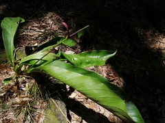 Anthurium schlechtendalii