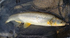 Ptychocheilus oregonensis