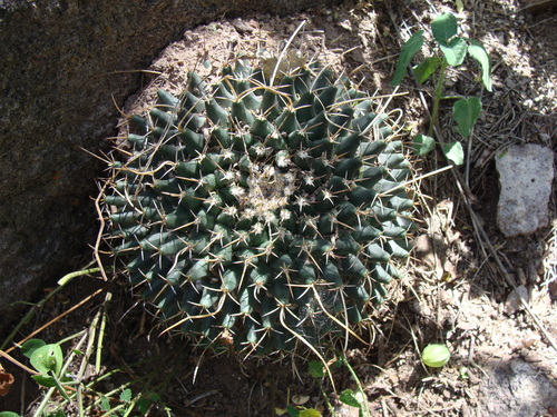 Mammillaria magnimamma
