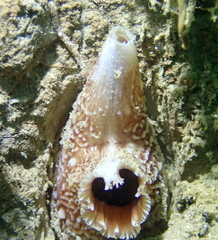 Zirfaea pilsbryi