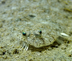 Citharichthys stigmaeus